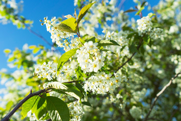 Blossoming bird cherry against the blue sky