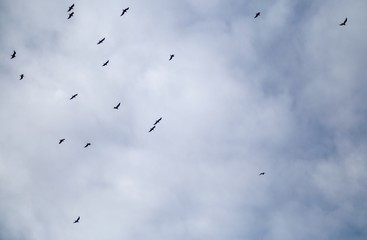 flock of flying birds