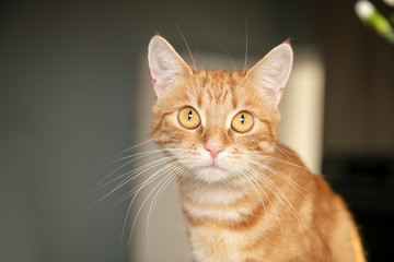 red fur, the cat is sitting on the kitchen counter, close up