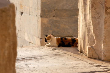 Acropolis, Athens,Greece. It is a main tourist attraction of Athens. Ancient Greek architecture of Athens in summer.Ruins of a famous landmark of Athens on the top of Acropolis hill. cat in acropolis.