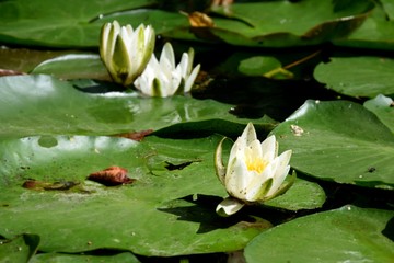 lotus flowers river