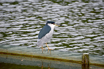 NIght heron