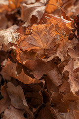 Dry golden autumn leaves on the ground on a sunny day