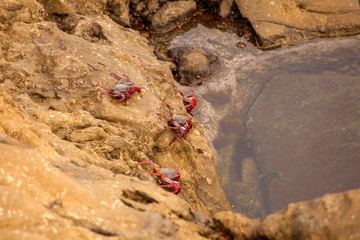 Fauna of Gran Canaria