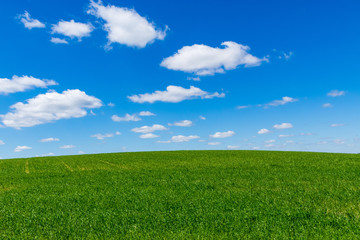 Obraz premium Bright blue summer sky with white fluffy clouds over a hilly meadow with green grass
