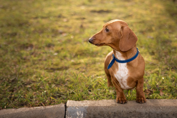 dachshund short-haired on a walk in the park