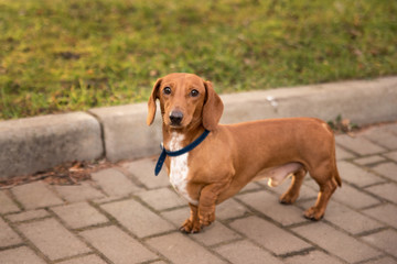 dachshund short-haired on a walk in the park