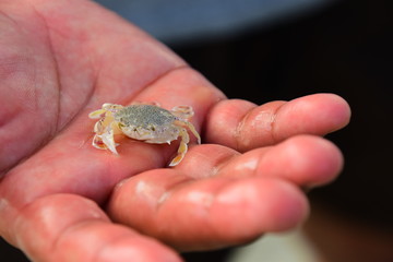 Crab in the hand
