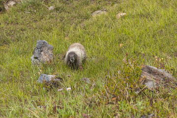 marmot walks towards camera in shot of meadow in washington