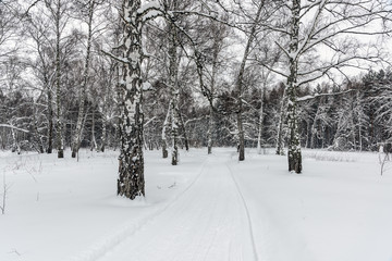 Obraz premium Snow path through birch grove