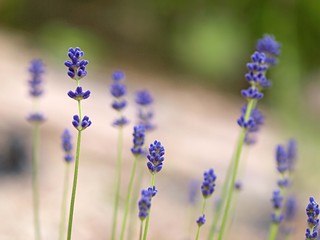 ラベンダ－の花