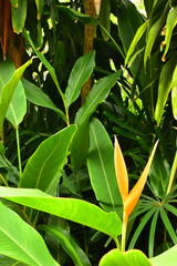 Beautiful Yellow Heliconia with Leaves on the side way
