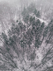 Snowy forest