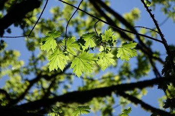 green leaves of a tree