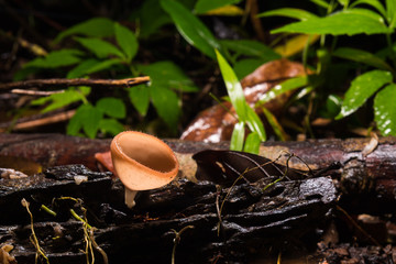 Fungi cup mushroom or Champagne mushroom on timber