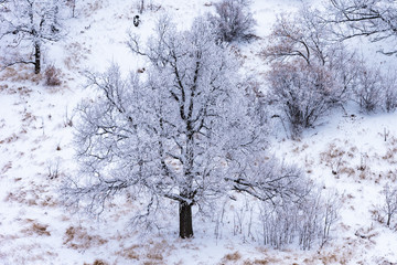 Trees in hilly woodland covered with frost on a frosty day