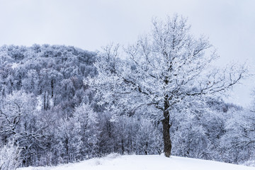 Trees in hilly woodland covered with frost on a frosty day