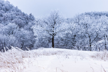 Close-up dry grass covered with frost on a frosty winter day on a hillside and trees in the background