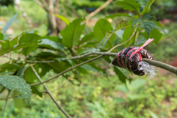 Layering of Mitragyna or Kratom