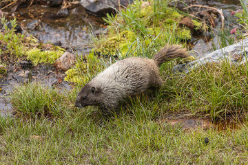marmot in meadow crosses log over water in meadow