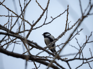 Fototapeta premium シジュウカラ