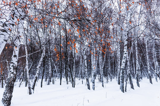Fototapeta Winter landscape - birch grove in the snow close up