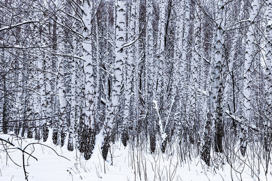 Fototapeta Winter landscape - birch grove in the snow close up