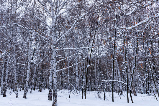 Fototapeta Winter landscape - birch grove in the snow close up