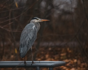 Reiher auf dem Geländer