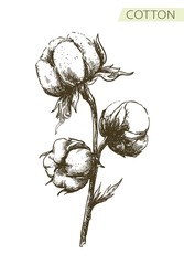 pencil drawing of cotton branch on white background