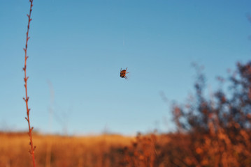 Araneus spider sitting on web hanging between twigs against blue sky and meadow with dry yellow grass background