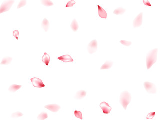 Pink sakura flower flying petals isolated on white vector background.