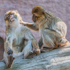 Two young macaques taking care of each other, extreme closeup, details