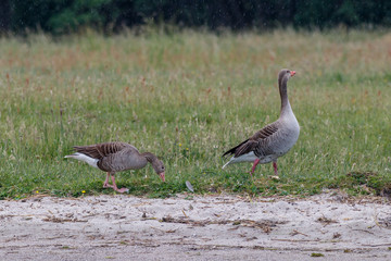 Graugänse an der Müritz