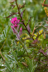 wild pink paintbrush flower in meadow in western washington