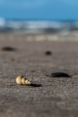 shell at the beach in dk