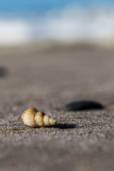shell at the beach in dk