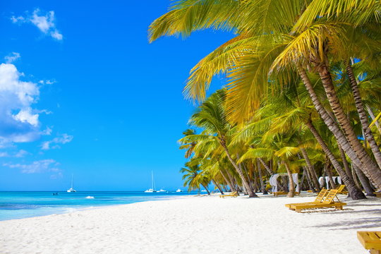 Caribbean beach paradise dominican republic island Saona with palm tree
