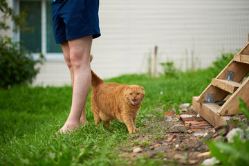 red scottish fold cat stands on the background of his master's feet