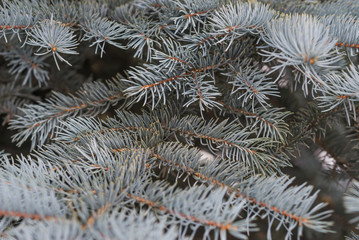 Naklejka na ściany i meble Fir tree brunch close up. Shallow focus. Fluffy fir tree brunch close up. Christmas wallpaper concept. fir background
