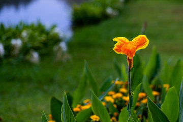Majestic orange and yellow canna lilies in an outdoor park