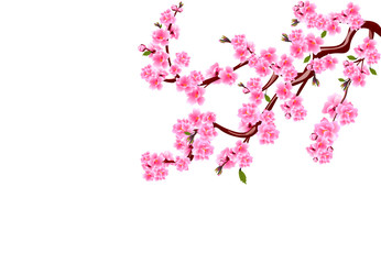 Sakura. Cherry flowers with buds and leaves on a branch. Can be used for cards, invitations, banners, posters. illustration