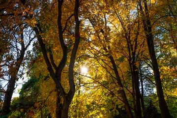 Autumn in the forest