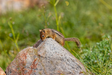 chipmunk looking over ridge in rock to find food