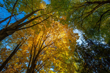 Autumn in the forest