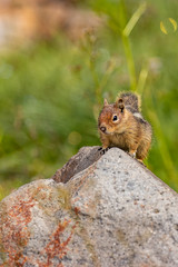 chipmunk up on rock with blurred out green background