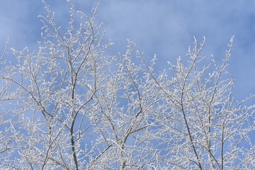 tree in hoarfrost, winter