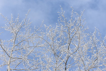 tree in hoarfrost, winter