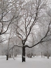 Fototapeta na wymiar tree in hoarfrost, winter