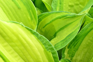 Obraz premium Flower host in early spring produces green leaves